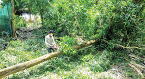 khai thác gỗ tràm